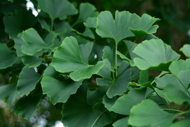 Foto volledige opname van planten