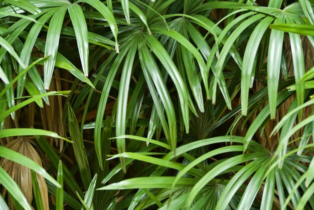 Foto volledige opname van planten