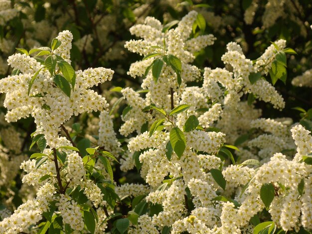 Foto volledige opname van planten