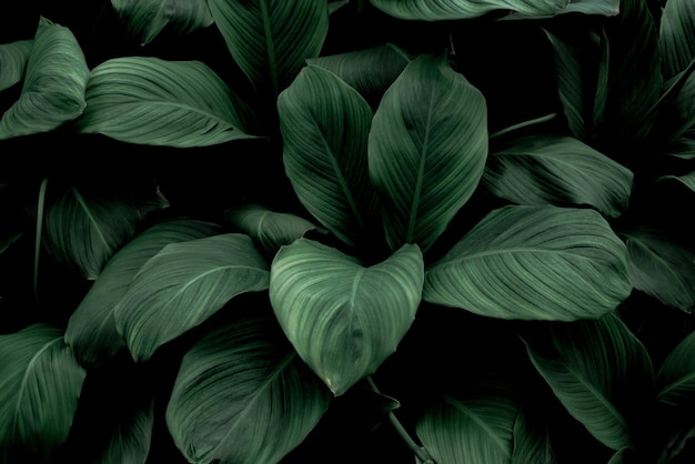 Volledige opname van planten