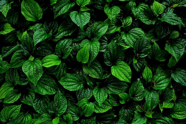 Volledige opname van planten