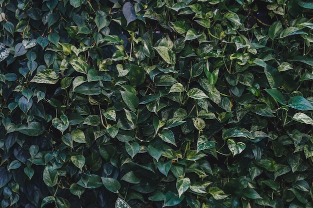 Volledige opname van planten