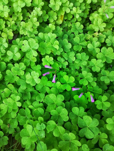 Foto volledige opname van planten