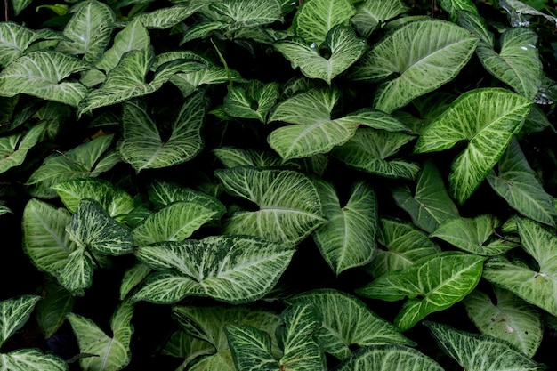 Volledige opname van planten