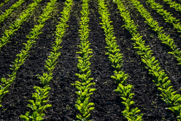 Volledige opname van planten