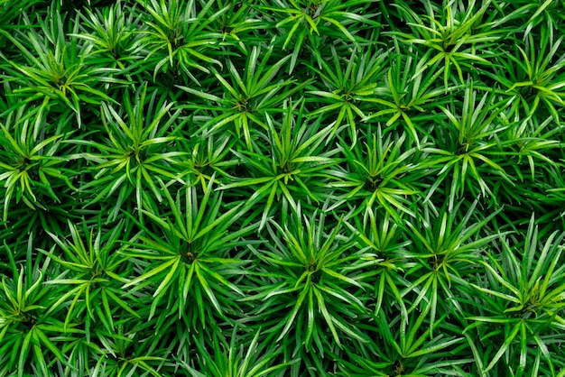 Volledige opname van planten