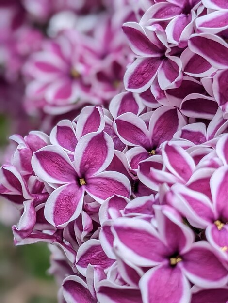 Foto volledige opname van planten