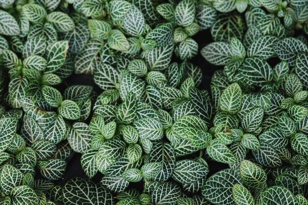 Volledige opname van planten