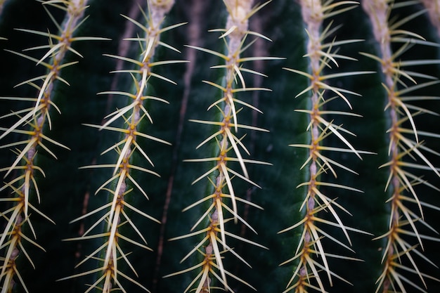 Volledige opname van planten