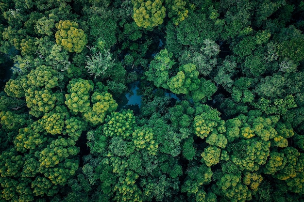 Volledige opname van planten