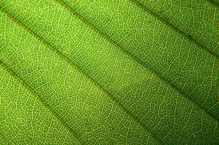 Foto volledige opname van planten