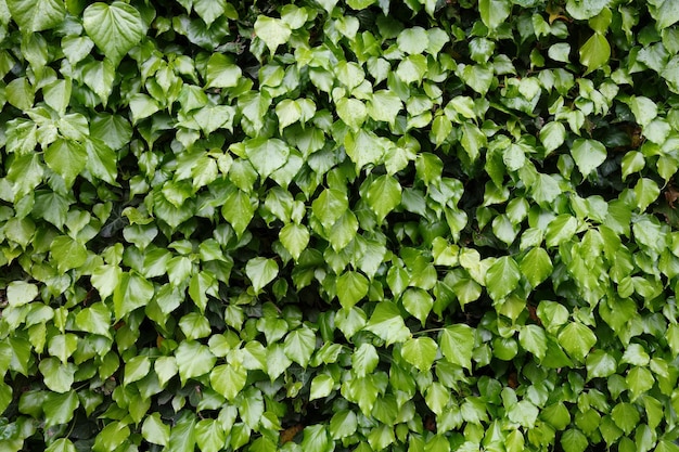 Volledige opname van planten