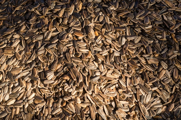 Volledige opname van planten
