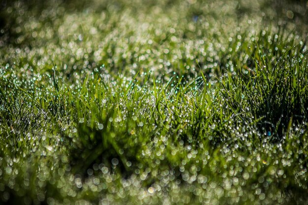 Volledige opname van planten