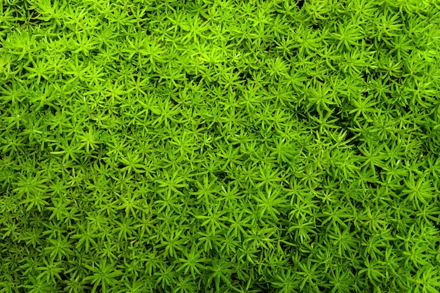 Volledige opname van planten