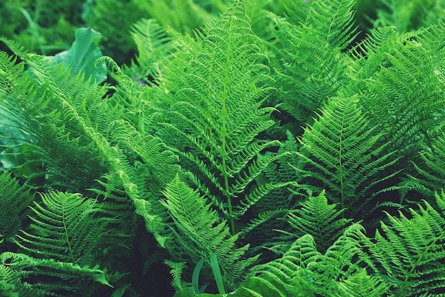 Volledige opname van planten