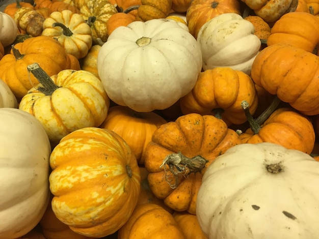 Volledige opname van pompoenen op de markt te koop