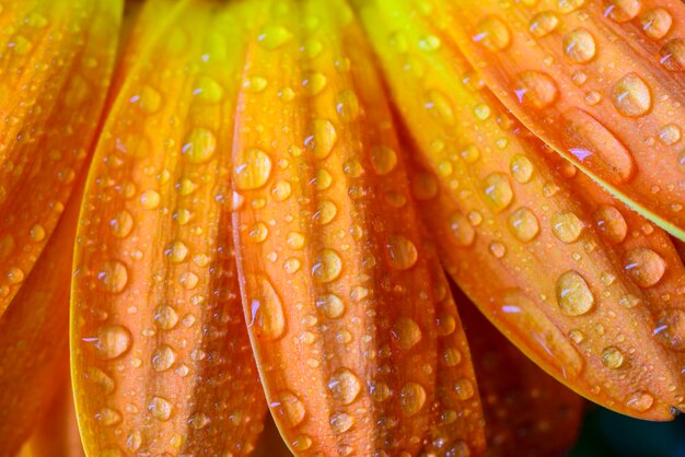 Volledige opname van regendruppels op bladeren