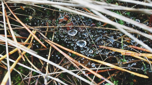 Foto volledige opname van regendruppels op gras