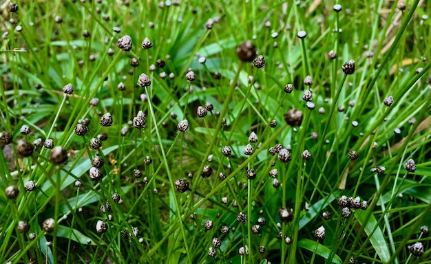 Foto volledige opname van regendruppels op het gras