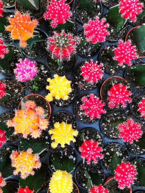 Foto volledige opname van rood bloeiende planten