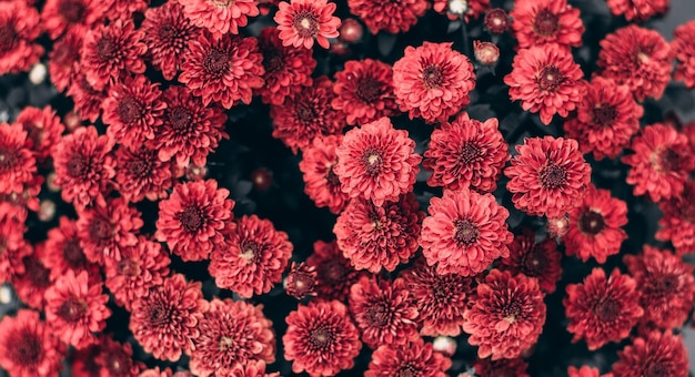 Volledige opname van rood bloeiende planten