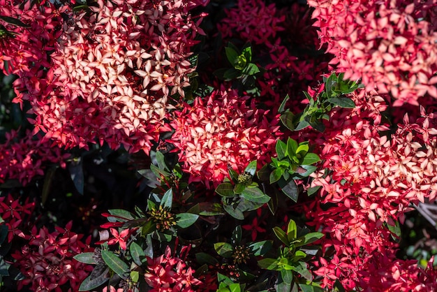 Foto volledige opname van rood bloeiende planten