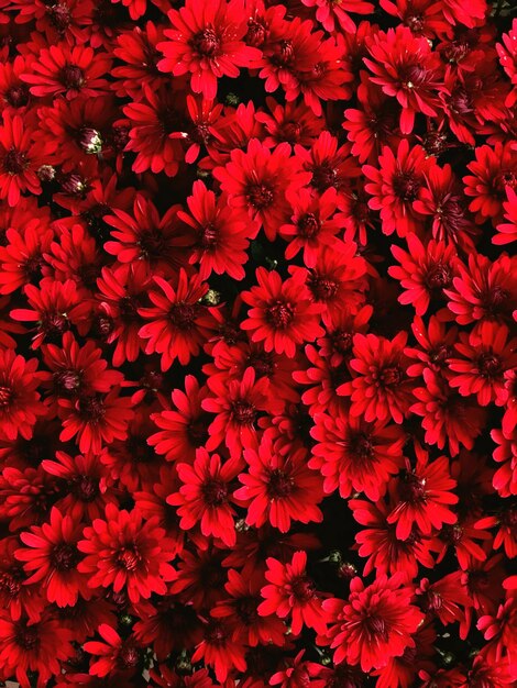 Foto volledige opname van rood bloeiende planten