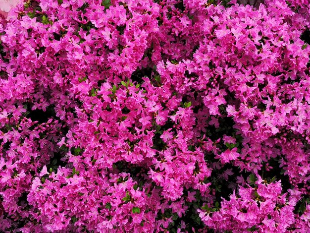 Volledige opname van roze bloemen