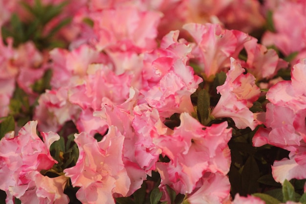 Foto volledige opname van roze bloemen