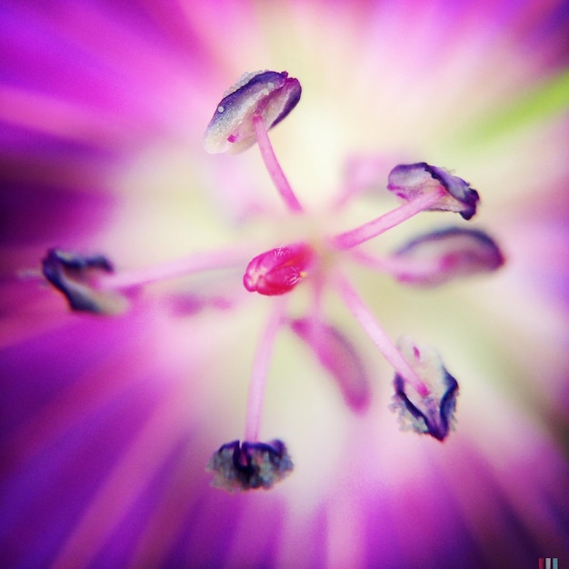 Foto volledige opname van roze bloempollen