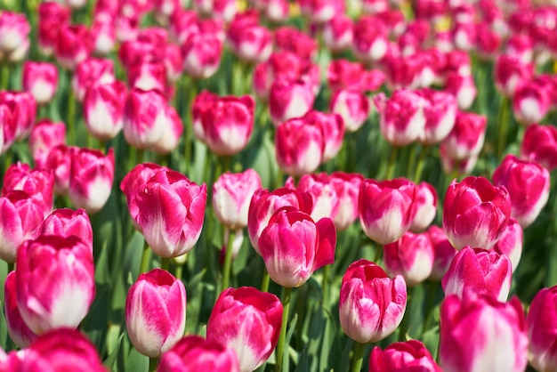 Volledige opname van roze tulpen op een zonnige dag