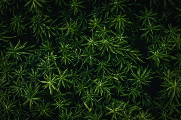 Volledige opname van sappige planten