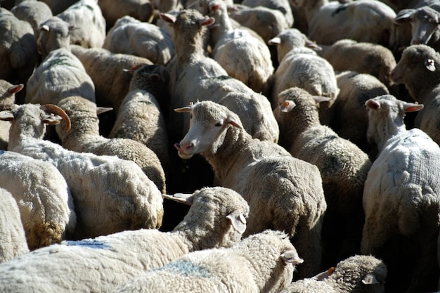 Volledige opname van schapen
