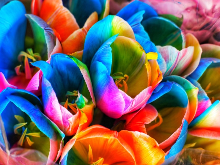 Foto volledige opname van veelkleurige bloeiende planten