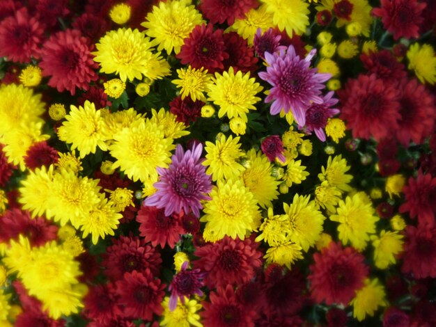 Volledige opname van veelkleurige bloeiende planten