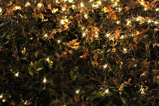 Foto volledige opname van verlichte kerstverlichting op planten