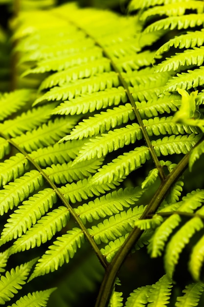 Volledige opname van vers groen blad