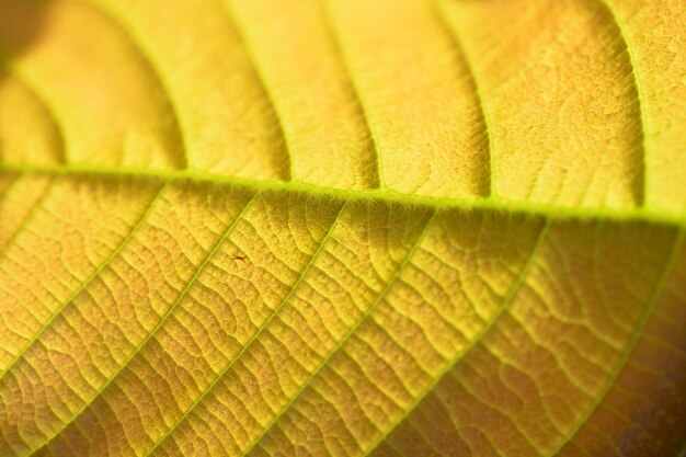 Foto volledige opname van vers groen blad