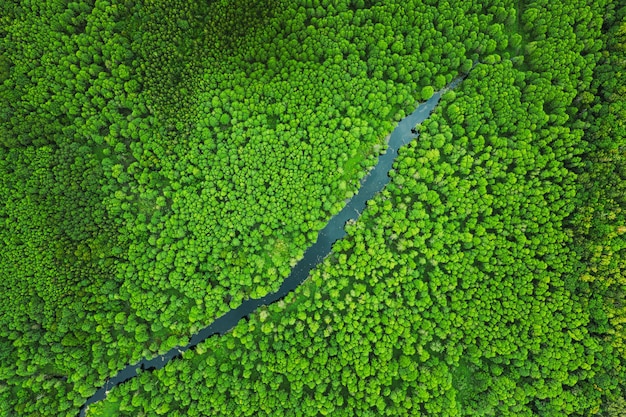 Volledige opname van vers groen blad