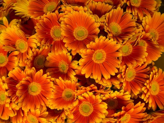 Foto volledige opname van verse gele bloemen
