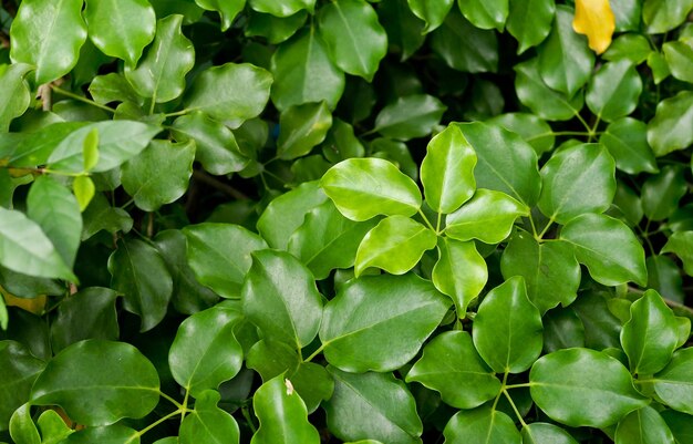 Foto volledige opname van verse groene bladeren