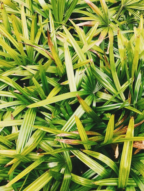 Foto volledige opname van verse groene planten op het veld