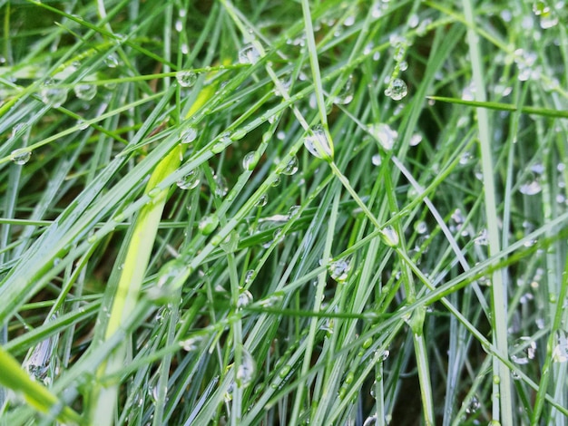 Foto volledige opname van verse groene planten op het veld