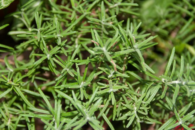 Foto volledige opname van verse groene planten