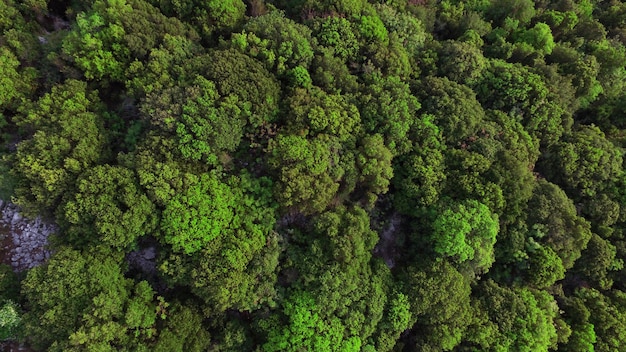 Volledige opname van verse groene planten