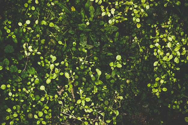 Volledige opname van verse groene planten