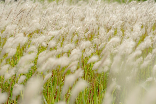 Foto volledige opname van verse planten op het veld