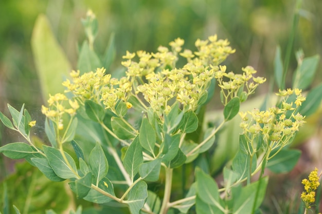 Volodushka struikgewassen wilde plant met gele bloemen De Latijnse naam is Buple rum fruit sum natuurlijke achtergrond