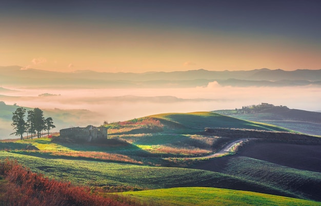 Volterra foggy landscape tree rolling hills road and green fields at sunrise Tuscany Italy